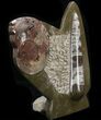 Fossil Goniatite & Orthoceras Sculpture - #38366-1